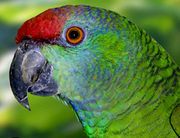 Попугай Амазон - ручные птенцы выкормыши,  разные виды