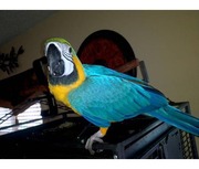 Синие и золотые попугаи ара предложить